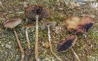 Psilocybe stuntzii image