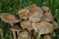 Psilocybe stuntzii image