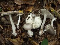 Amanita huijsmanii image
