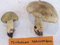 Tricholoma saponaceum image