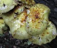 Pholiota limonella image