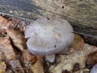 Cortinarius anomalus image