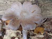 Cortinarius anomalus image