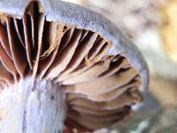 Cortinarius anomalus image