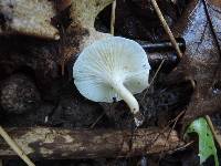 Cuphophyllus virgineus image