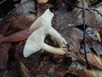 Lactarius cinereus var. fagetorum image