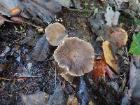 Lactarius gerardii image