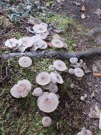 Lactarius mammosus image