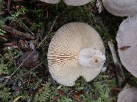 Lactarius mammosus image