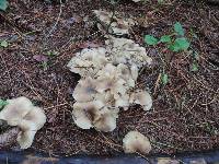 Lyophyllum decastes image
