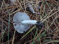 Tricholoma terreum image