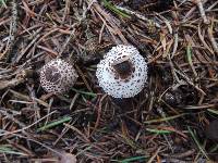 Lepiota felina image