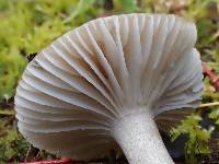 Hygrophorus agathosmus image