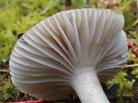 Hygrophorus agathosmus image