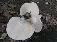 Lactarius piperatus image