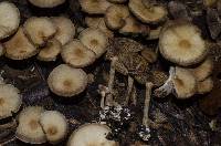 Hypholoma capnoides image