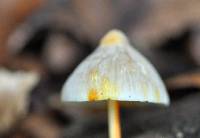 Mycena crocata image