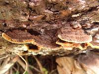 Phellinus chrysoloma image