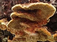 Phellinus chrysoloma image