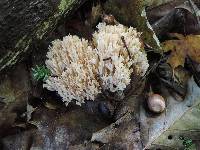 Ramaria pallida image