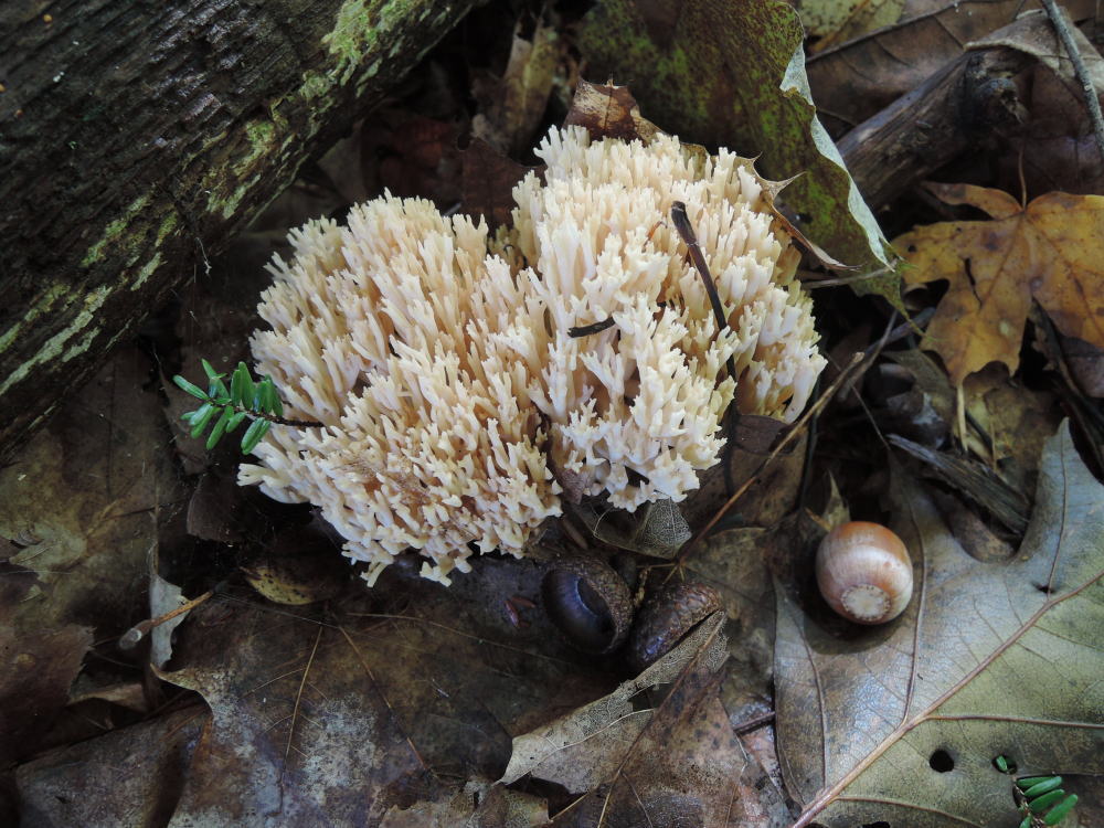 Ramaria pallida image