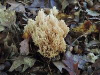 Ramaria pallida image