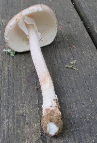 Amanita submaculata image