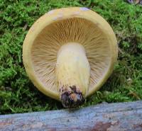 Lactarius volemus var. flavus image