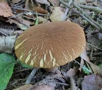 Boletellus chrysenteroides image