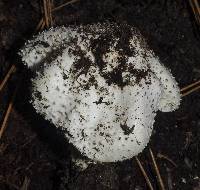 Echinoderma asperum image