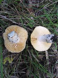 Russula lutea image