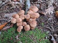 Armillaria solidipes image