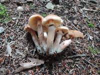 Armillaria solidipes image