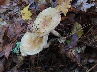 Hygrophorus glutinosus image