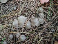 Tricholoma scalpturatum image