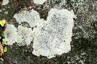 Porpidia albocaerulescens var. albocaerulescens image