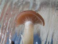 Clitocybe diatreta image