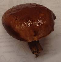 Suillus luteus image