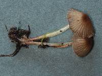 Mycena vulgaris image