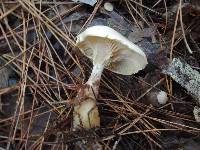 Clitocybe subclavipes image