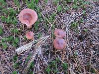 Lactarius rufus image