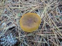 Cortinarius semisanguineus image