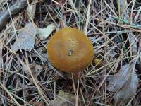 Cortinarius semisanguineus image