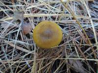 Cortinarius semisanguineus image