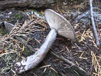 Lactarius pseudomucidus image