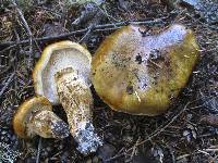 Tricholoma focale image