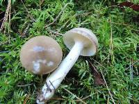 Hygrophorus agathosmus image