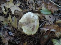 Tricholoma aestuans image