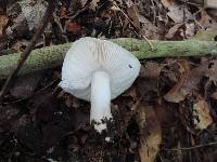 Tricholoma lascivum image