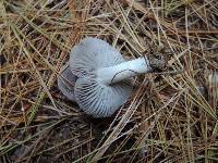 Tricholoma terreum image